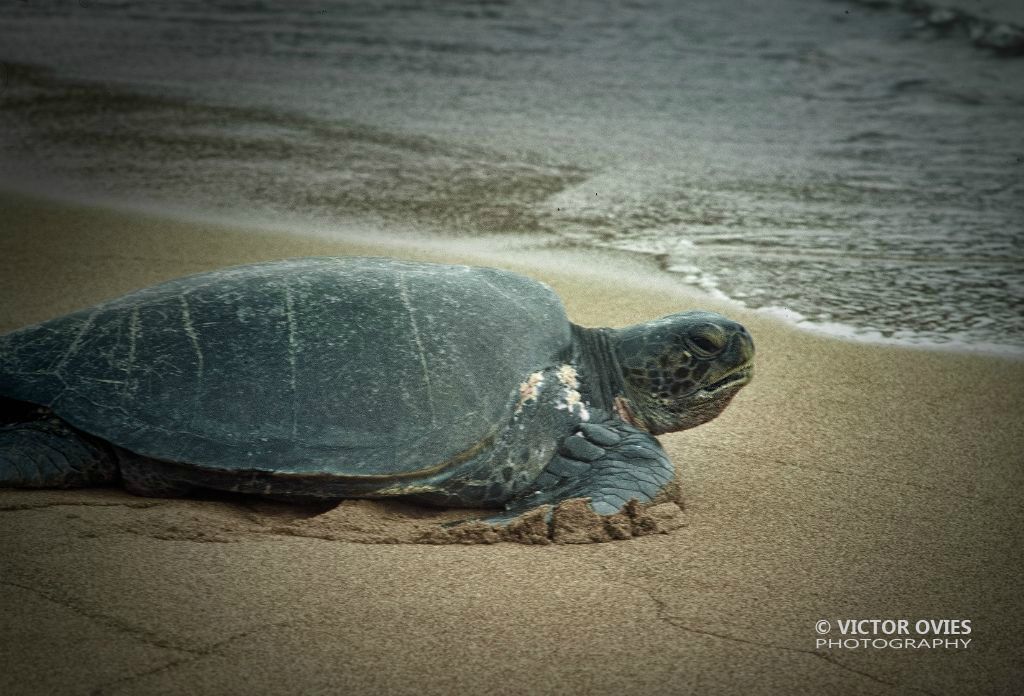 Tortuga poniendo huevos